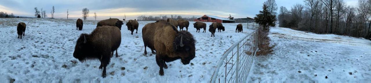 Amish Made Cedar Cabin With A Loft On A Buffalo Farm Close To The Buffalo River Marshall Екстер'єр фото